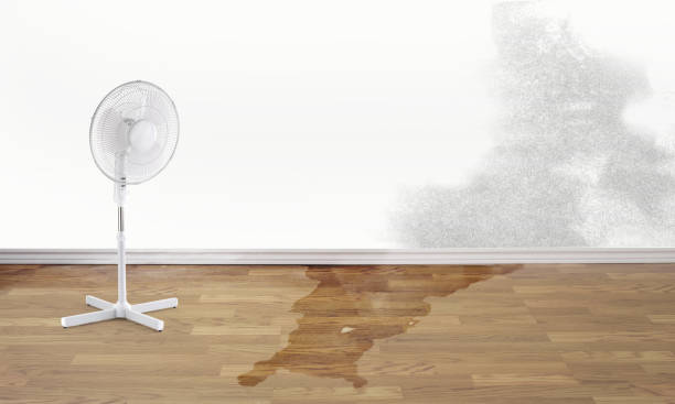 Best Carpet water damage restoration  in Rutledge, GA